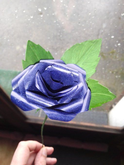 Rose bleue